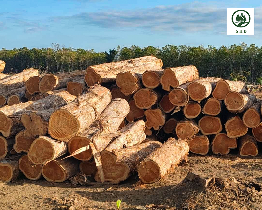 Тиковое дерево