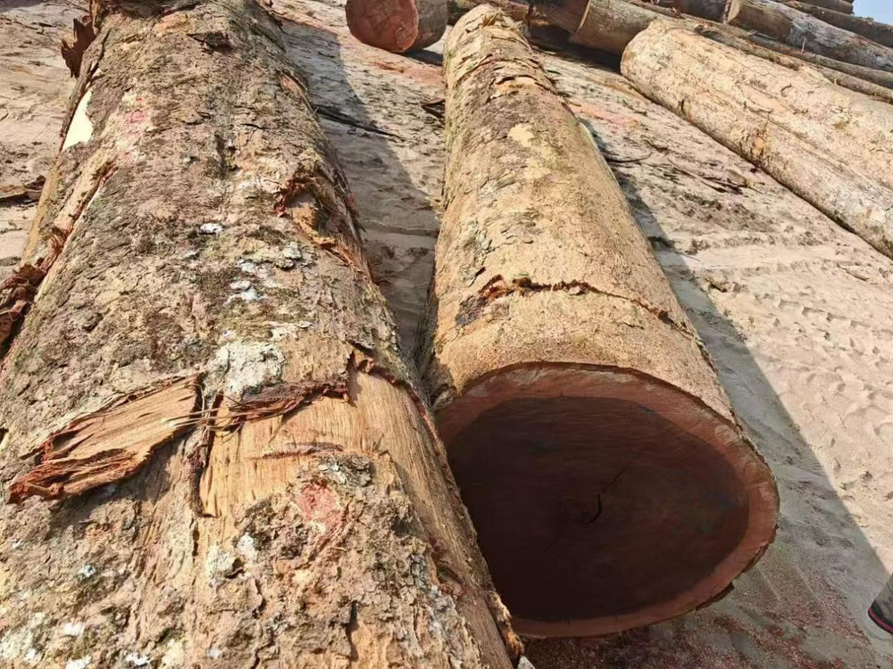 Madera AZOBE: Propiedades, Aplicaciones y Ambientes de Uso